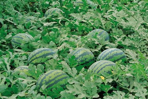 下沉广场吃瓜群,揭秘网络社交的“瓜田”现象