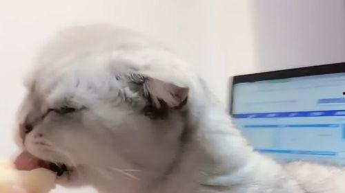 香瓜猫吃瓜,香瓜猫的瓜界探险记