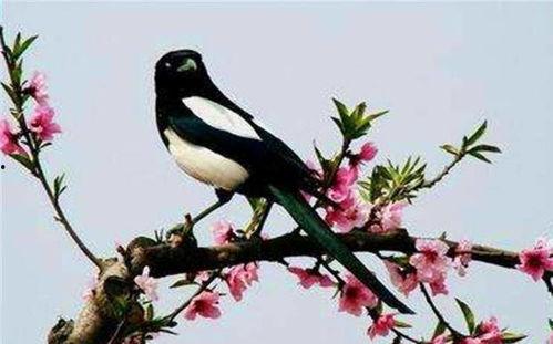 吃瓜喜鹊围观完整视频,揭秘完整视频背后的精彩瞬间