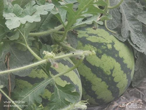 吃瓜热线最新,揭秘娱乐圈最新热点事件