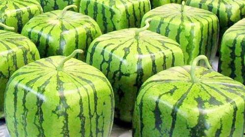 日本常吃的瓜,特色瓜果大盘点