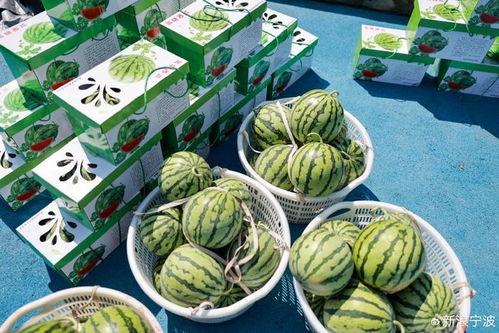 大林子吃瓜爆料,娱乐圈那些不为人知的瓜料大揭秘