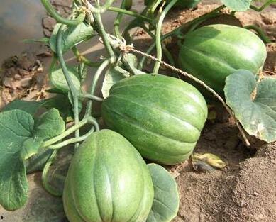 梦见到水里摘瓜吃瓜,水中摘瓜的奇幻之旅