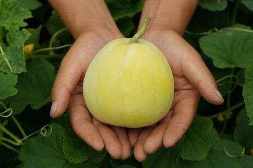 甜瓜小瓜怎么吃,解锁夏日清新美味