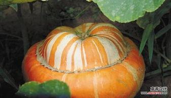 吃瓜酱震惊三观,揭秘娱乐圈惊人内幕