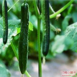 六姑娘吃瓜日常,揭秘娱乐圈幕后故事  第3张