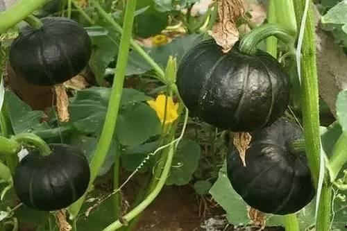 贝贝瓜熬着吃  第3张