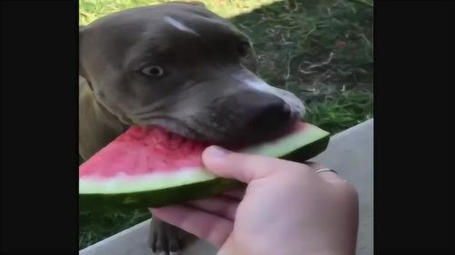 狗吃瓜视频大全  第2张
