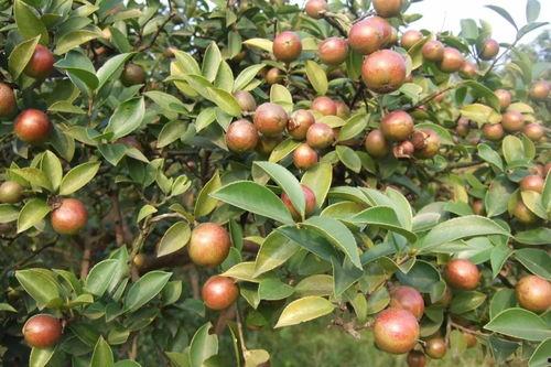 吃瓜油茶,探寻吃瓜油茶的独特魅力与制作工艺  第2张