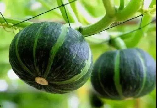 贝贝难瓜怎么吃,贝贝难瓜的多样食法探索  第2张