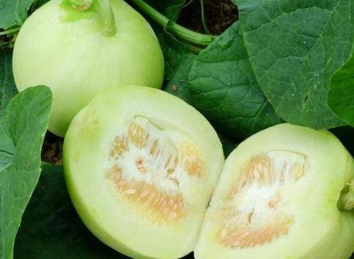 减肥可以吃的瓜  第2张