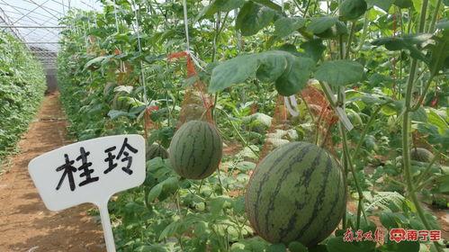 吃瓜王俏俏南宁  第2张