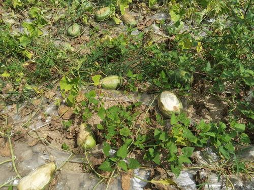 新疆灰瓜怎么吃,解锁夏日清新美味  第3张