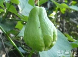 佛手瓜开花后还可以吃吗