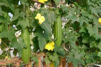佛手瓜开花后还可以吃吗  第2张