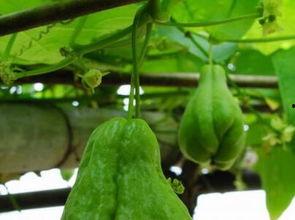 佛手瓜开花后还可以吃吗  第3张