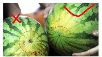 福州吃瓜事件最新,一场网络热议背后的真相与反思  第2张