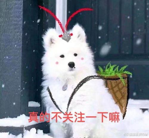 你们都是吃瓜的猹,吃瓜群众视角下的“猹”事件全解析 第3张 你们都是吃瓜的猹,吃瓜群众视角下的“猹”事件全解析 第3张