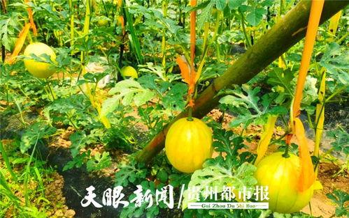 贵阳博主吃瓜,揭秘网络热点背后的故事  第3张